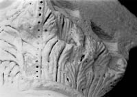 files/capitals/SANTEU-P/thumbs/SANTEU-P 018.jpg